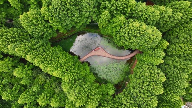 푸른 숲 속의 고요한 연못