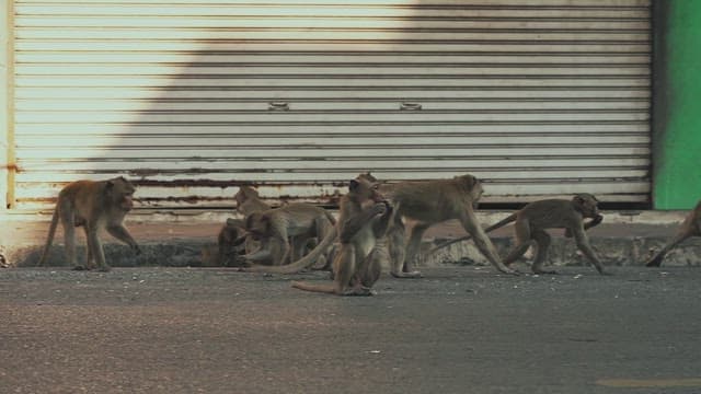 Monkeys Walking on the Street