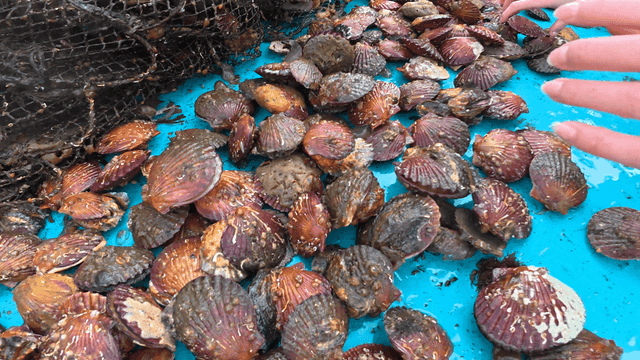 Freshly harvested red scallops on blue fishing boat