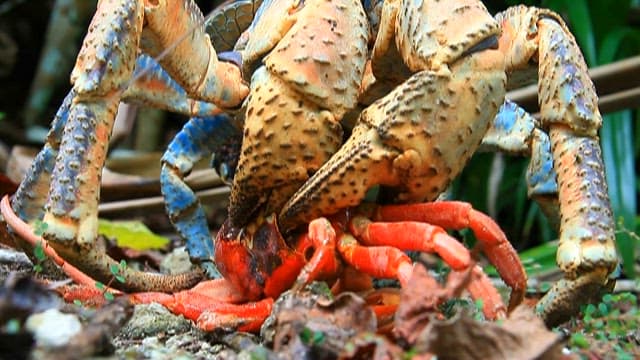 Coconut crab attacking red crab