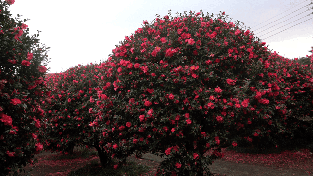 Deep pink camellias blooming all over trees