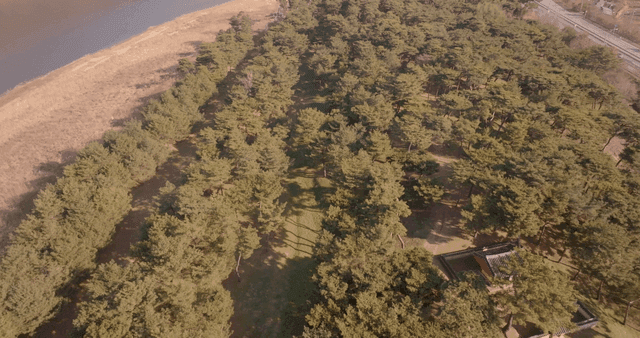A serene forest with sunlight filtering through