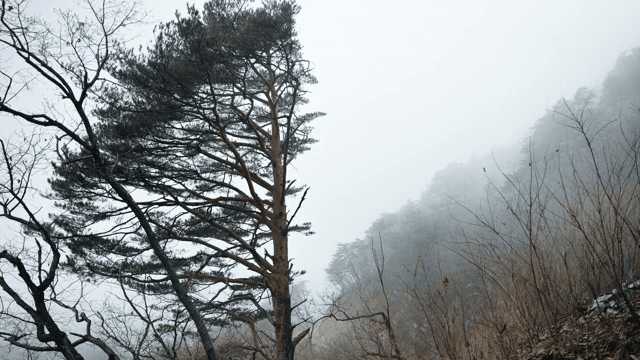 안개 낀 숲과 높은 소나무