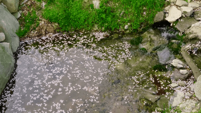 Serene stream with floating petals