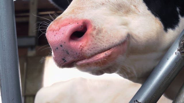 축사에서 되새김질하는 소의 코