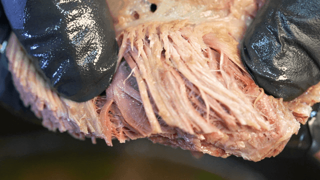 Juicy meat torn by gloved hands