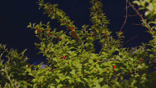 밤에 빨간 열매가 달린 나뭇가지