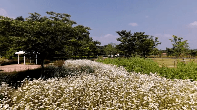 맑은 하늘 아래 데이지 꽃밭