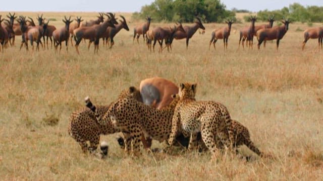 사바나에서 사냥하는 치타들