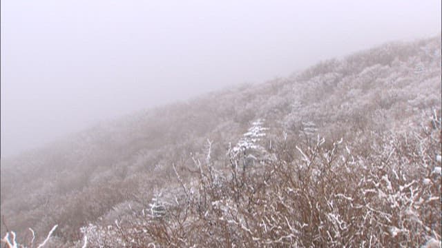 Snow-covered trees on a foggy mountains