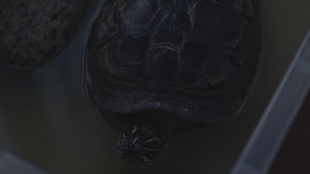 어둠 속에서 목을 움츠리는 거북이