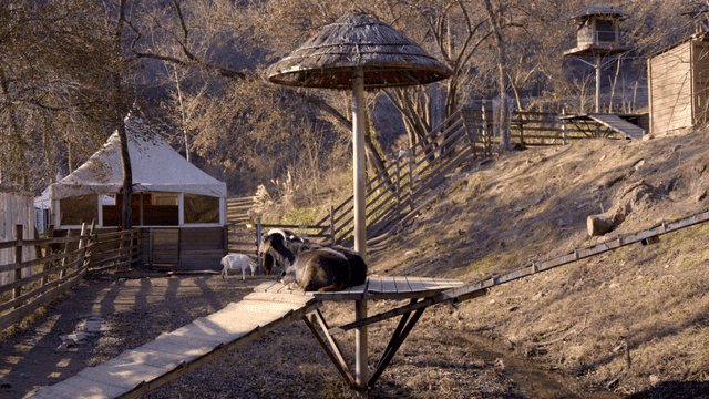 Goats resting in a rural farm setting