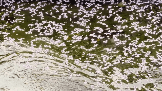 Cherry blossoms floating on a gentle stream