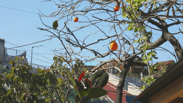 나뭇가지에 매달린 감