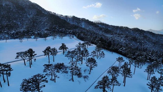 Snowy Pine Forest with Mountainous Backdrop