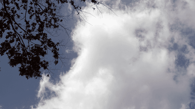 Clouds and branches in the sky