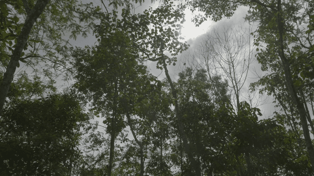 숲 속 나무 사이로 비치는 햇빛