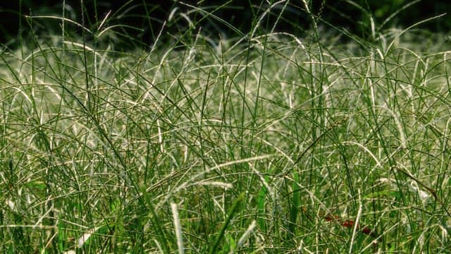 풀잎의 복잡한 무늬