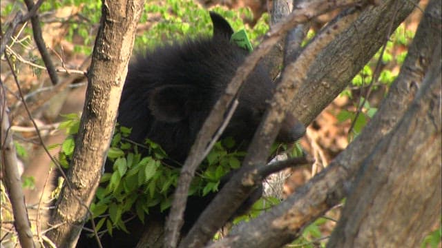 Black Bear Foraging Behind Trees in Forest