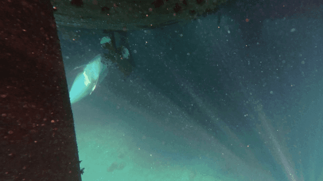 Dolphin examining ship's propeller