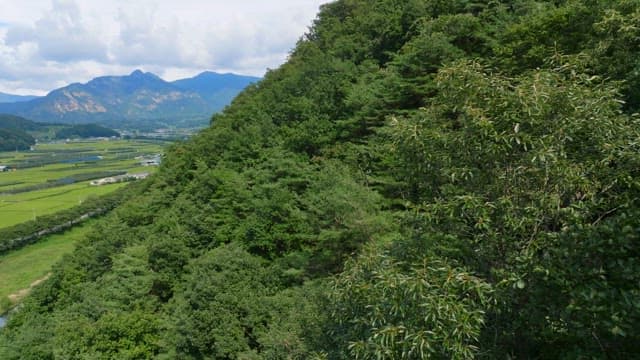 Lush green forest and river landscape