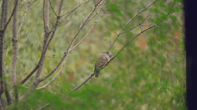 나뭇가지에 앉아 있는 맷비둘기