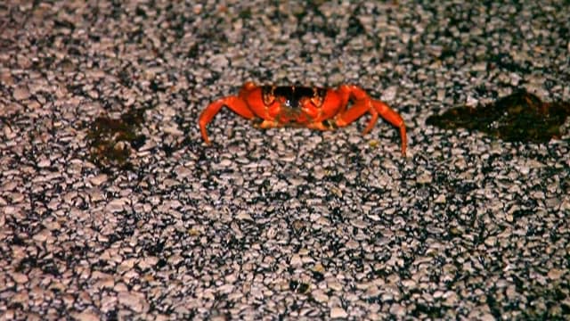 Red Crab on a Gravel Road