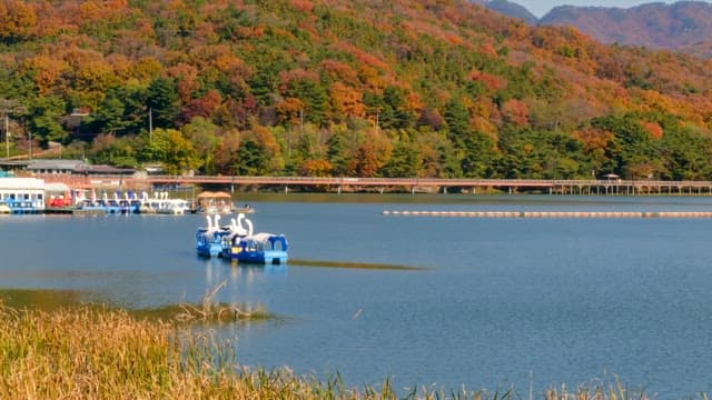 Swam boats on a serene lake in autumn with colorful foliage.