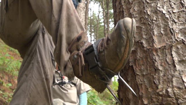 Person climbing a nut pine tree trunk to gather nuts