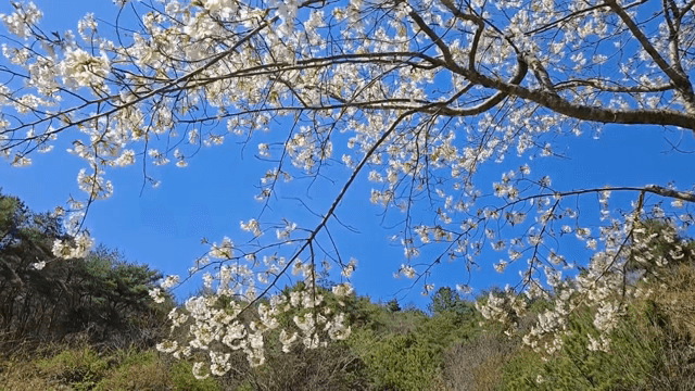 맑은 하늘 아래 벚꽃