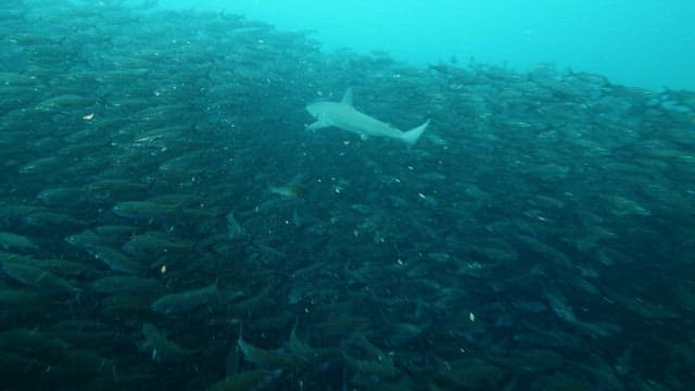 Shark swimming through a school of fish underwater