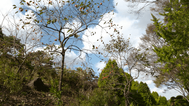 Quiet forest with persimmon trees