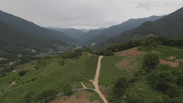 푸른 녹차밭이 있는 산 경치