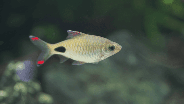 Fish swimming in clear aquarium