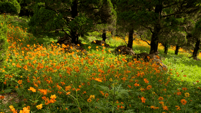 Orange flower field in forest