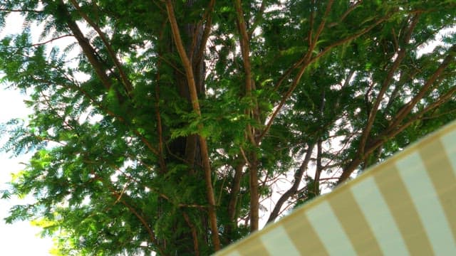 Calm afternoon under green trees