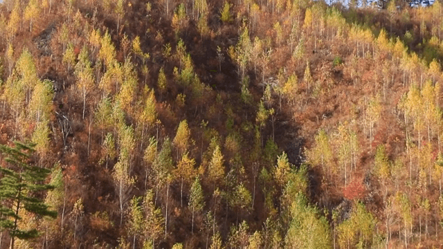 Colorful autumn forest on a hillside