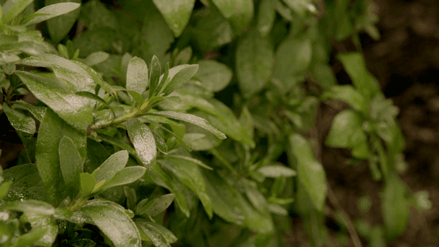 Close-up of green leaves with raindrops
