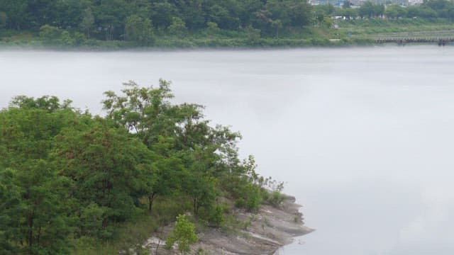 안개 낀 강변의 나무들