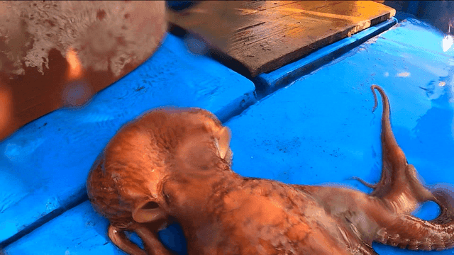 Giant octopus wriggling on fishing boat