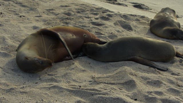 Seals Resting on a Sandy Beach