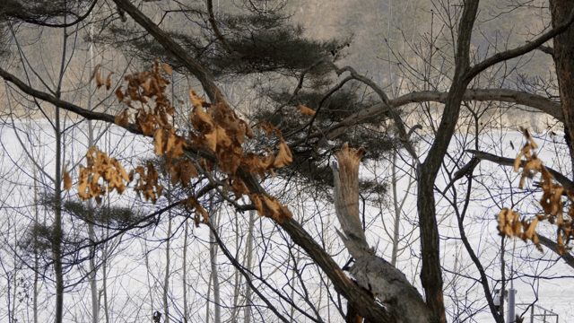 나뭇가지와 나무가 있는 겨울 숲