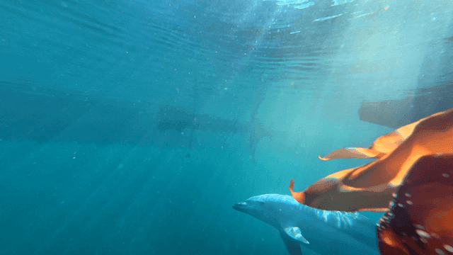 Dolphin swimming underwater near a boat
