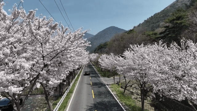 Cherry blossoms lining a scenic road