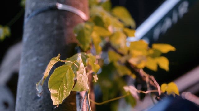 밤에 나뭇가지에 있는 잎사귀