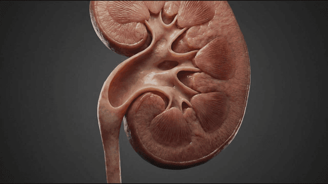 Detailed view of human kidney organ
