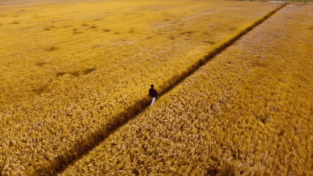 Golden rice fields with students in old school uniforms