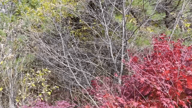 숲 속의 다채로운 가을 단풍