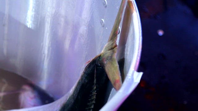 Fish wriggling roughly in a metal container