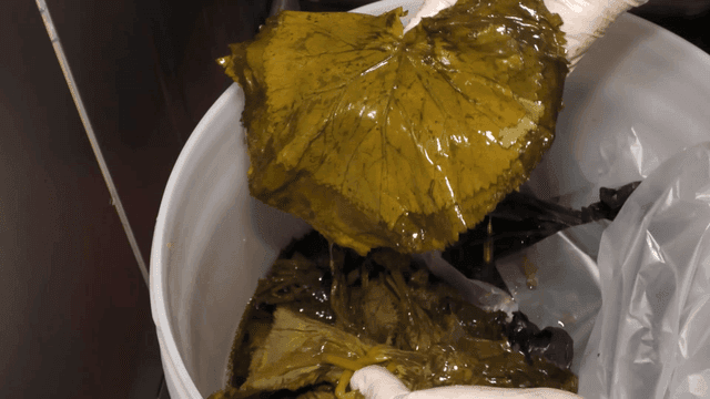 Hands arranging perilla leaves in container